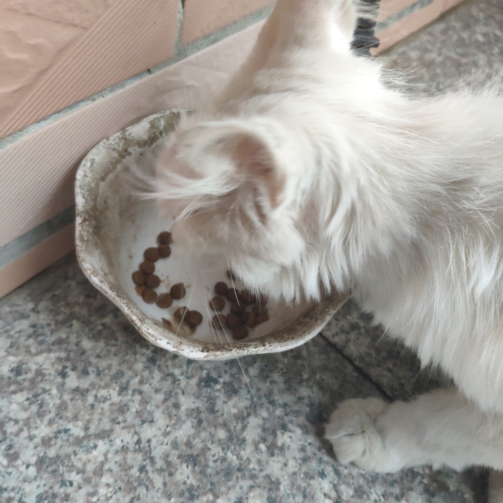 我家猫现在吃了这个狗粮，不吃自己的猫粮了