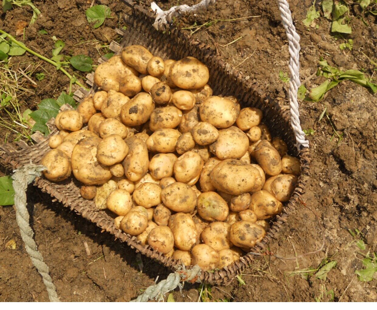 干土豆片高山洋芋片 土豆片农家手工自制无色素250g