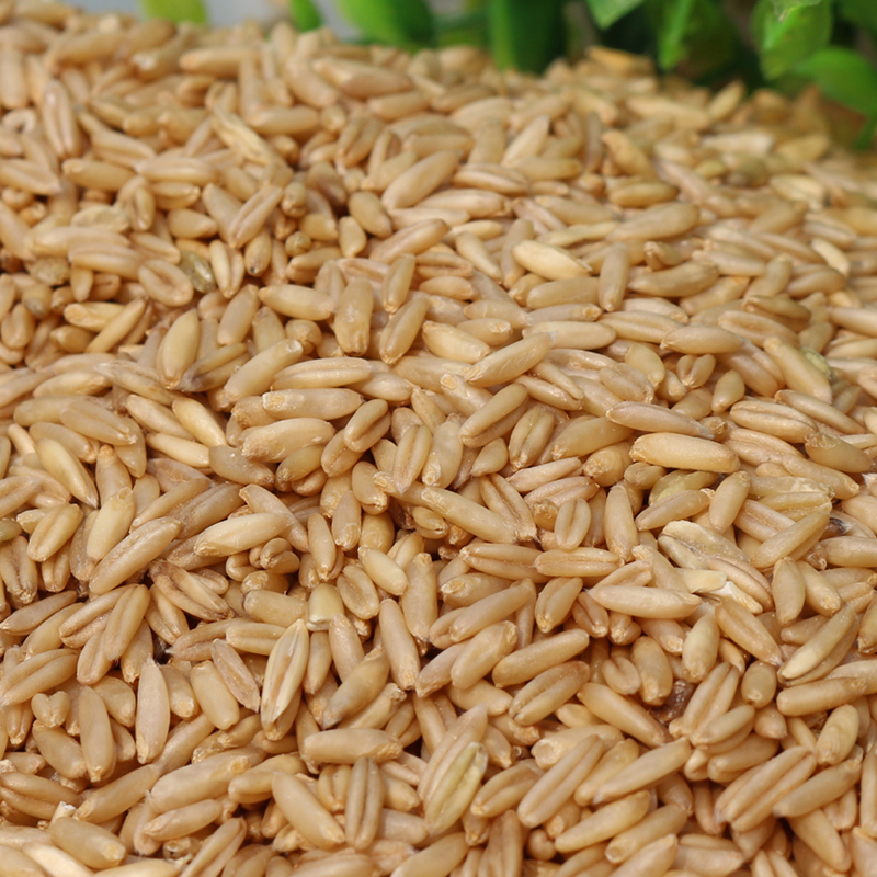 新货沂蒙山优质燕麦米 燕麦仁 野麦 雀麦 新燕麦粒 满额包邮