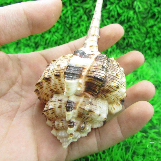 满39元包邮烟斗螺海螺贝壳海螺礼品鱼缸装饰批发58cm