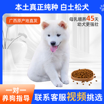Purebred Guangxi Baitu Pine Bear Dog Chinese Pastoral Dog Pine Dog Native Hound Small White Native Dog Puppy Native Dog Live