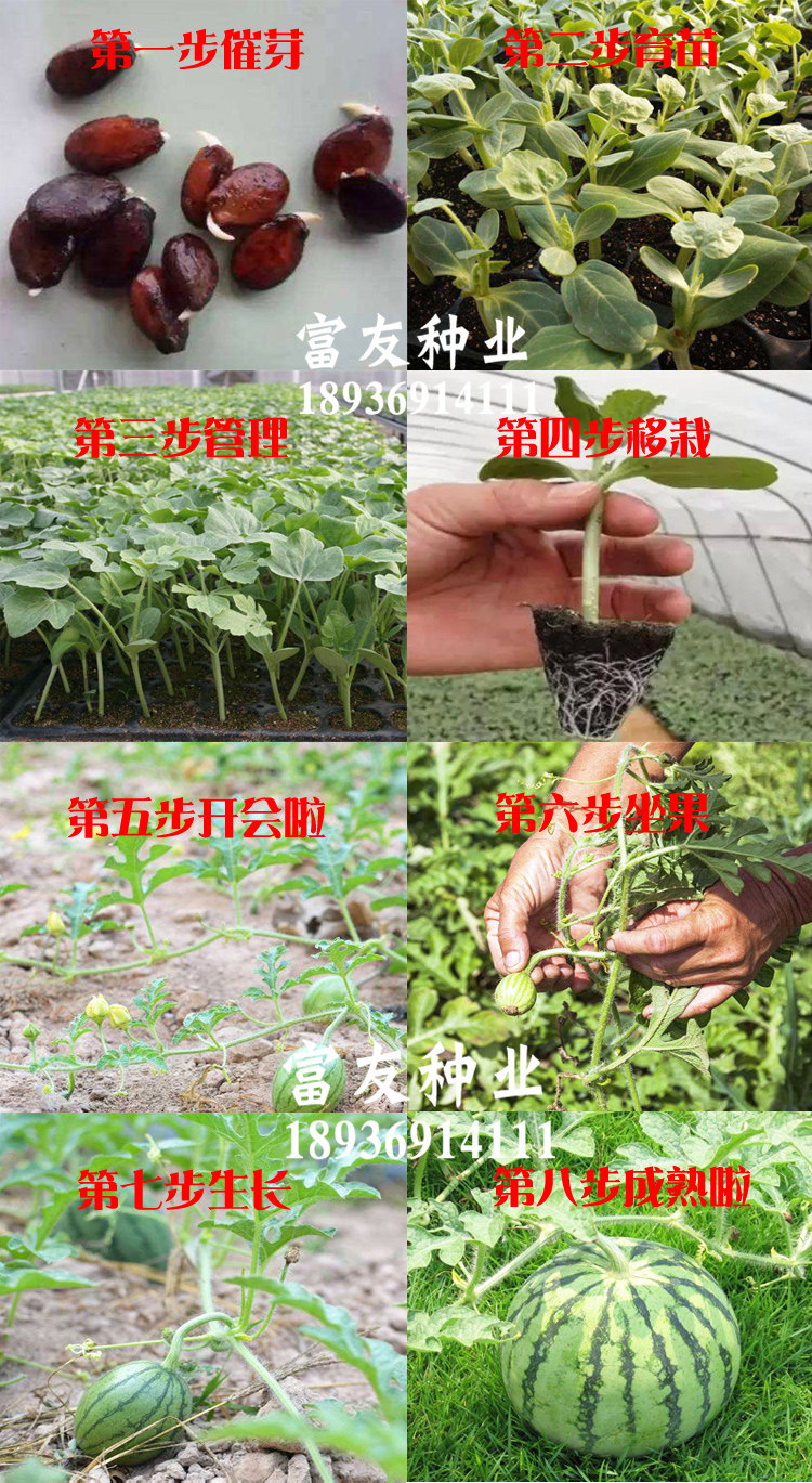 西瓜种子早佳8424甜王麒麟无籽瓜高产巨型特大黑美人礼品西瓜种籽
