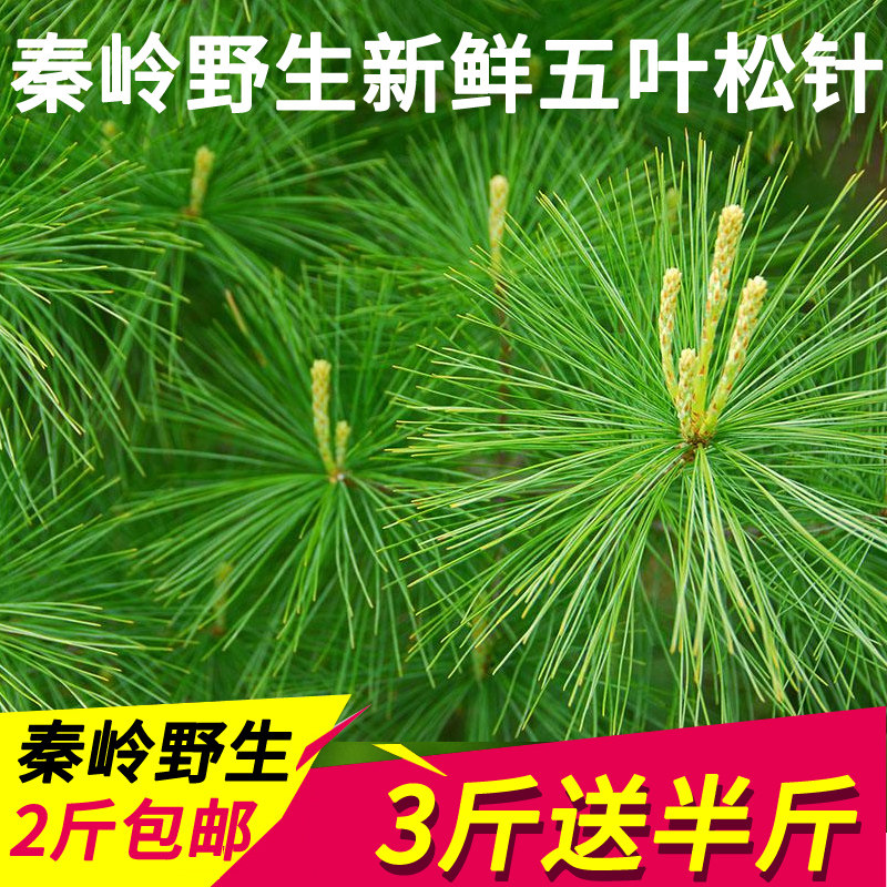 秦岭野生新鲜松针茶松针叶马尾松针做酵素 泡酒500g装2斤包邮