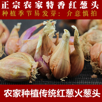 1 catty of fresh red scallion head small scallion head seed dried fiery scallion oil scallion crisp sausage powder seasoning farmhouse self-produced