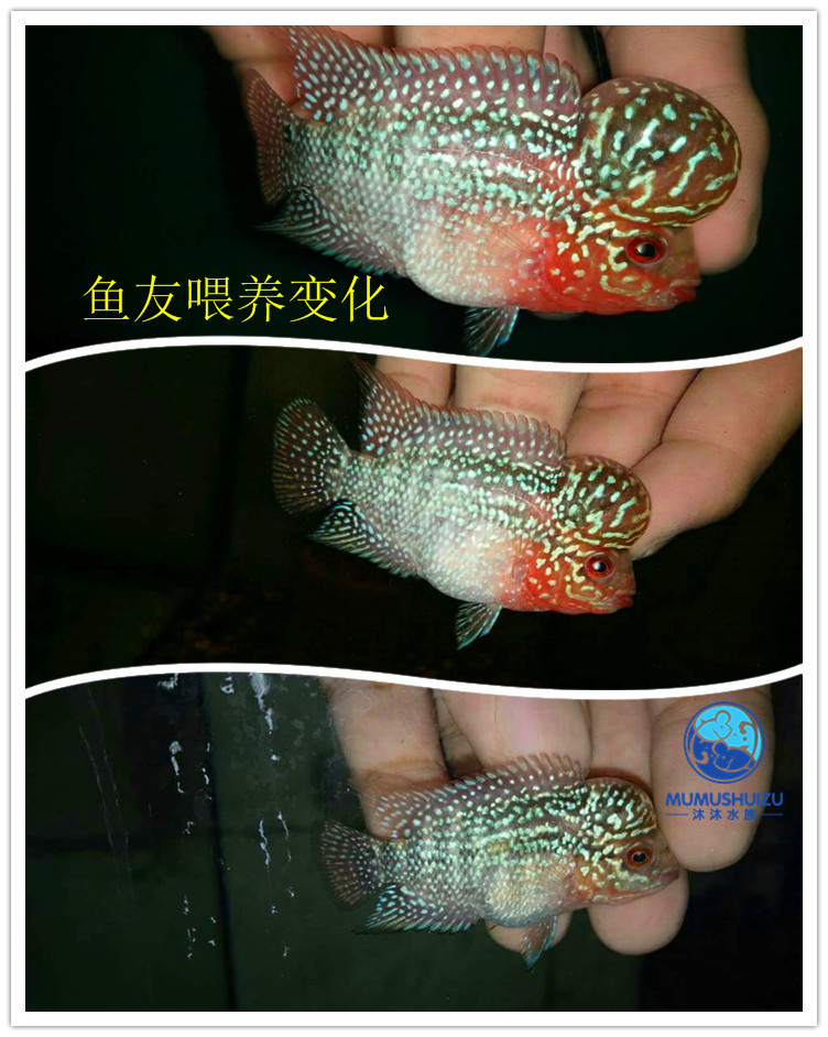 泰国罗汉鱼苗起头水头鸿运当头蛇纹重金属珍珠马骝大苗小亚成