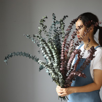 Ins Wind Eugalie Leaf Mist Mid lover Yongsheng Flower Eugalifruit Home Decorative Living Room Soft-mounted Furnishing