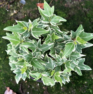 常春藤 枫叶银边常春藤盆栽 桌面绿植盆栽 四季常绿