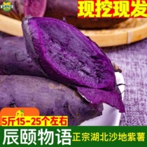 Chen Summers Cantonese Violet Purple Sweet Potato Fresh Cooking Purple Hearts 5 Catty of chestnut fries sweet potato sweet potato ground melon