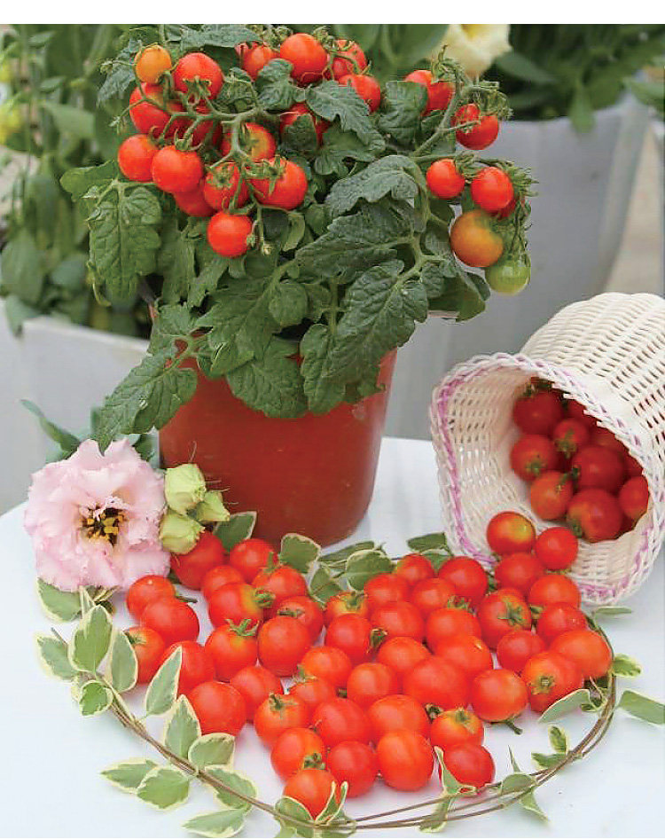 sakata 盆栽观赏小番茄 进口蔬菜蔬果种子阳台花盆易种春播四季播