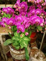 Colorful lace phalaenopsis 8 ceramic pots dressed up housewarming send flowers to open the same city door-to-door delivery order flowers