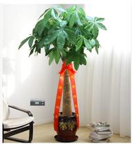 Green leaf bonsai plant potted single pole hair fortune tree Shanghai bonsai physical store flower Flower Flower City to send flowers