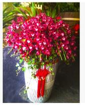 Yipin cymbidium potted high-end gift to send customers gift flowers company front desk placement of flowers boutique flowers