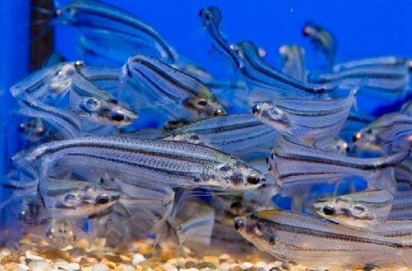 Glass Catfish Transparent Fish Ghost Fish Pet Fish Tropical Fish Ornamental Fish Live Promotion Full Free Shipping Glass Catfish Transparent Fish Ghost Fish Pet Fish Tropical Fish Ornamental Fish Live Promotion Full Free Shipping