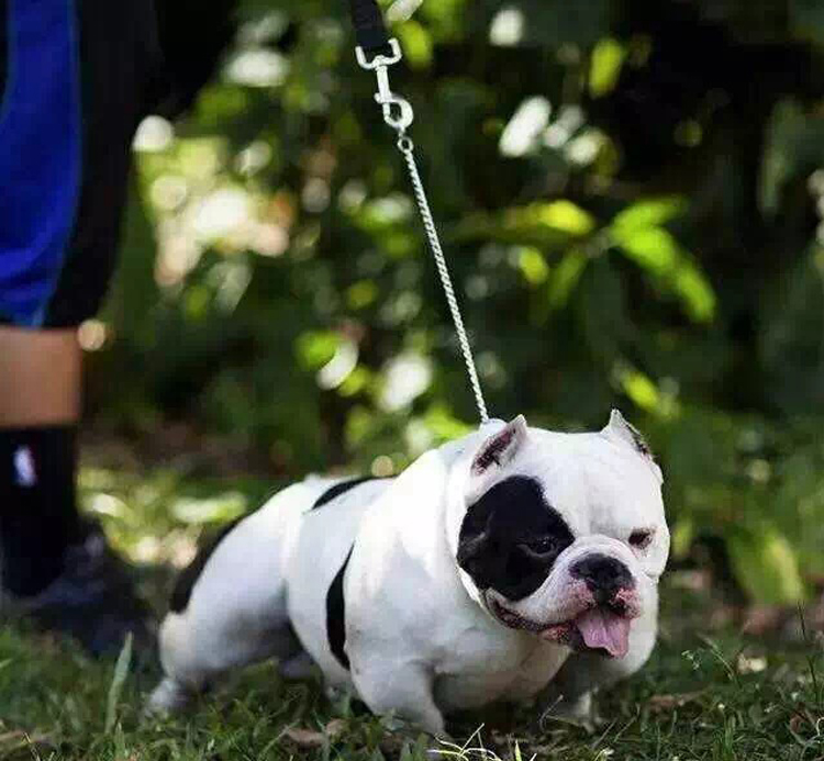 Mỹ bắt nạt mô hình con chó cá tính sáng tạo mô phỏng nhựa xe puppy xe trang trí nội thất trang sức nguồn cung cấp tự động