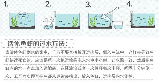 养金鱼不死的小窍门图片