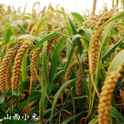 2019山西小米 2斤 农家黄小米小黄米新米月子米新小米粥五谷杂粮_爱买