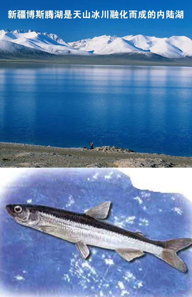 新疆博湖野生鱼即食150g五香鱼豆鼓鱼香辣鱼罐头美食小吃2件包邮
