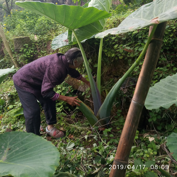 莽哥家大野芋象耳芋巨型海芋盆栽阳台室内大型观叶植物庭院绿植