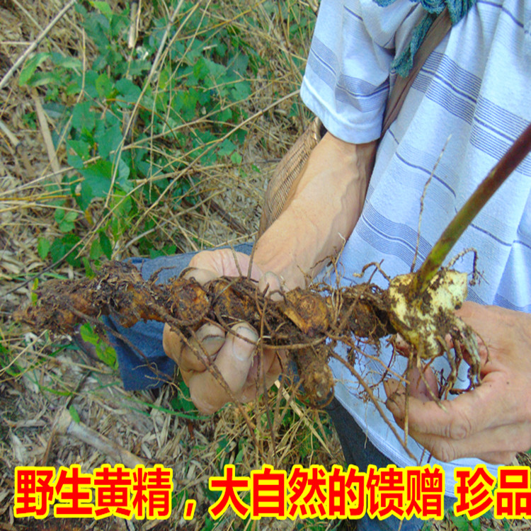 大别山野生黄精 新鲜黄精 老虎姜山姜 现挖现卖 新鲜2