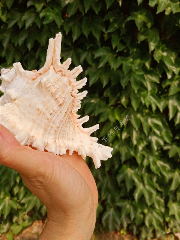 天然螺麒麟螺千手螺地中海风情摆件大贝壳海螺工艺品创意礼品