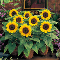 Heat-resistant and drought-tolerant balcony flower potted plant sunflower seed seed ornamental mini sunflower seed