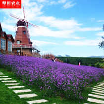 Drought-tolerant plant seeds Willow-leaf Verbena seeds Four seasons perennial garden purple flowers sea seeds