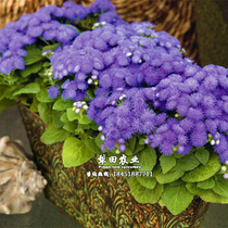 Hollow thistle seeds Blue Corolla Huoxiang Thistle Seed Potted Four Seasons Sowing Easy Scenic Ground Quilted Plant Flower Seed