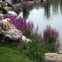 Pond hydroponics aquatic purple flowers wetland celandine flower seeds water willows fish ponds water plants perennial