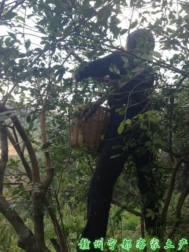 碧螺春产地_云南碧螺春产地_名茶"碧螺春"的产地