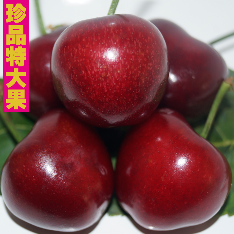 新鲜水果大樱桃山东烟台美早胜进口车厘子送礼大果2斤顺丰车厘子_7折
