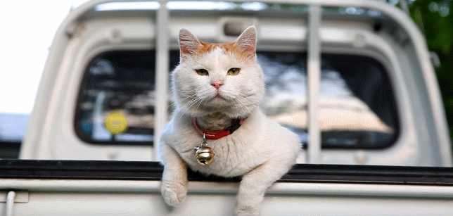 朕就是 这么有魅力 两脚兽,泥萌家的猫孩纸也和猫叔一样乖么?