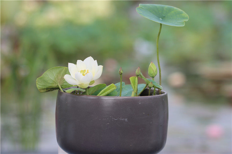 常德爱莲苑碗莲盆栽荷花白玉微小型碗莲种藕2022年
