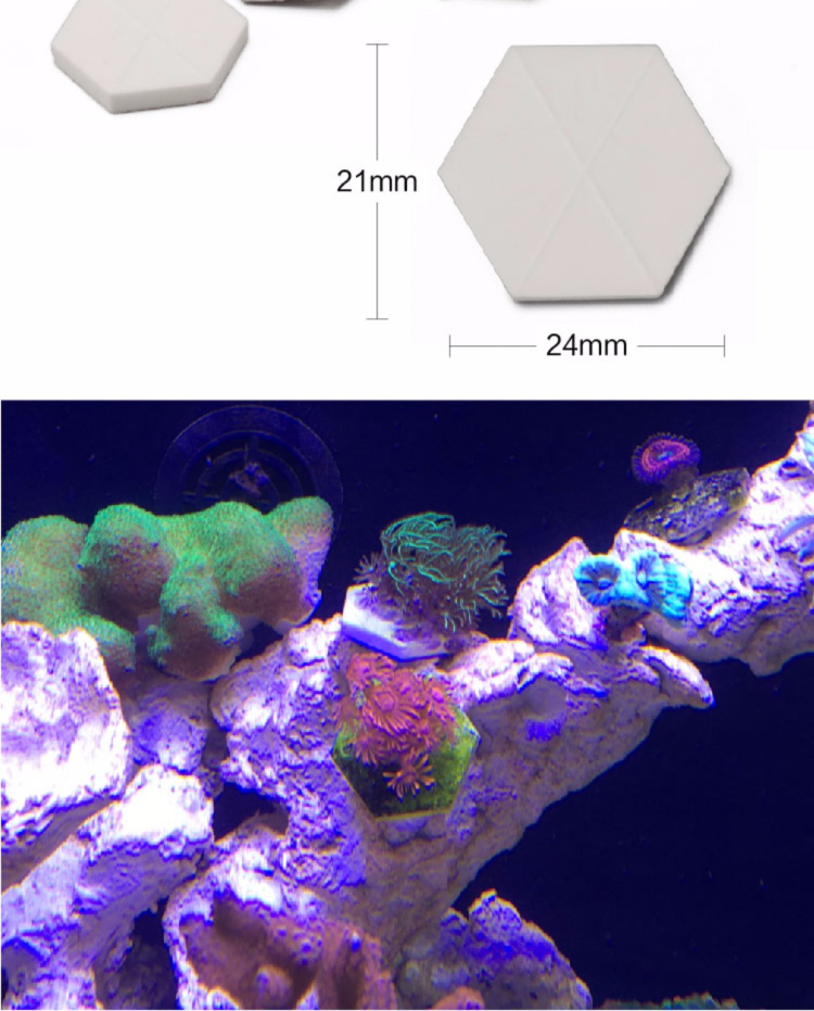 海水鱼海水珊瑚断枝座断肢座纽扣基座珊瑚底座繁殖支架珊瑚托盘_5折