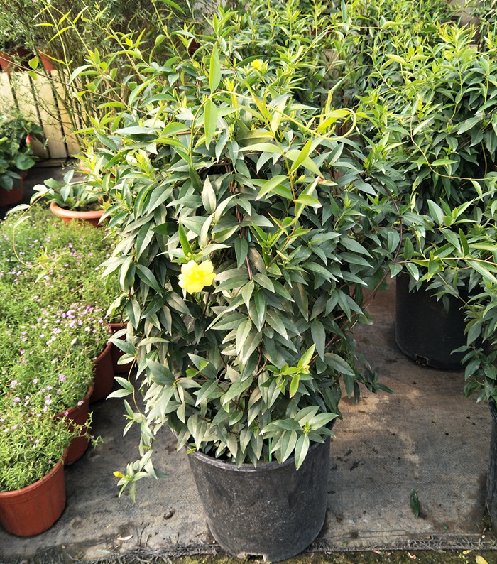 法国香水藤香水藤花苗香水茉莉室外庭院爬藤花卉耐寒花期久