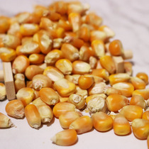 Dried corn kernels squirrel flying squirrel hamster staple food grain molar snacks devil king snow feed nutrition grains