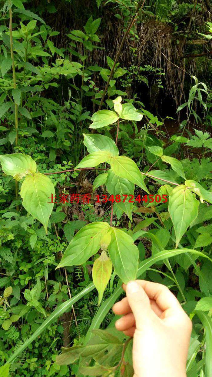 顺丰发货 灯台树 女儿木,六角树,瑞木 园林绿化 灯台树苗 一株