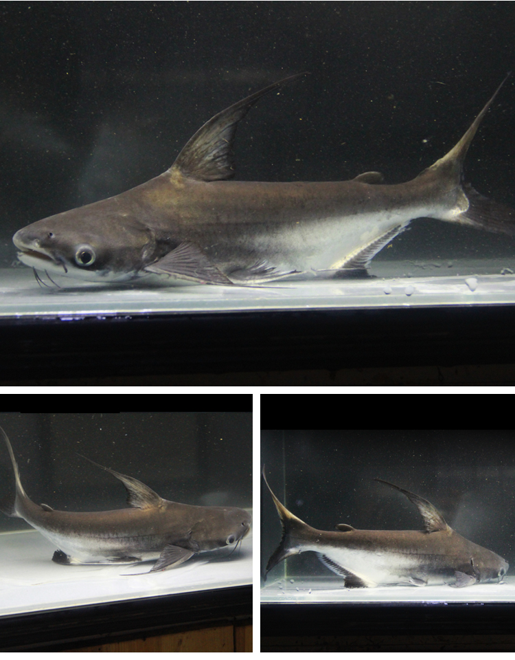 虎鲨蓝鲨鱼成吉思汗鲨鱼大白鲨凶猛鱼白化鲨淡水热带鱼观赏鱼活体