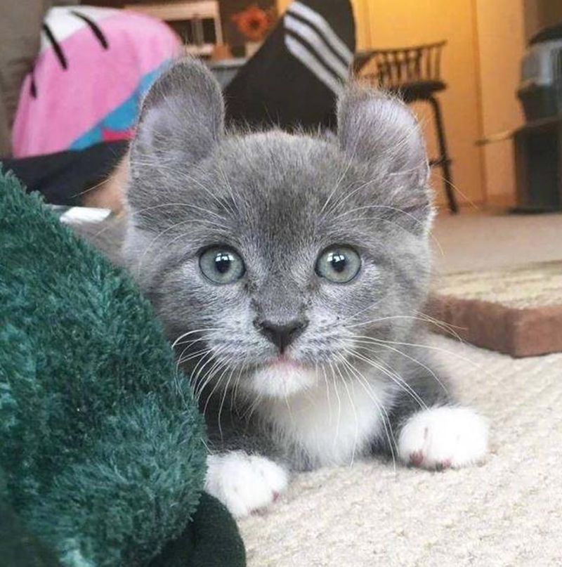 小奶猫竖起耳朵萌萌哒样子太可爱了