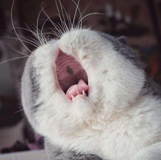可爱的猫咪,打哈欠的样子非常助眠