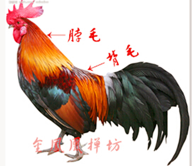 纯手工真鸡毛掸子家用除尘禅子清洁神器不掉毛伸缩车用除灰尘毯子