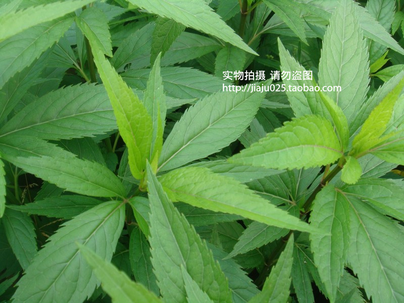 中药材 浙江 新鲜 佩兰 兰草 香水兰 香草 千金草 新鲜现挖500克