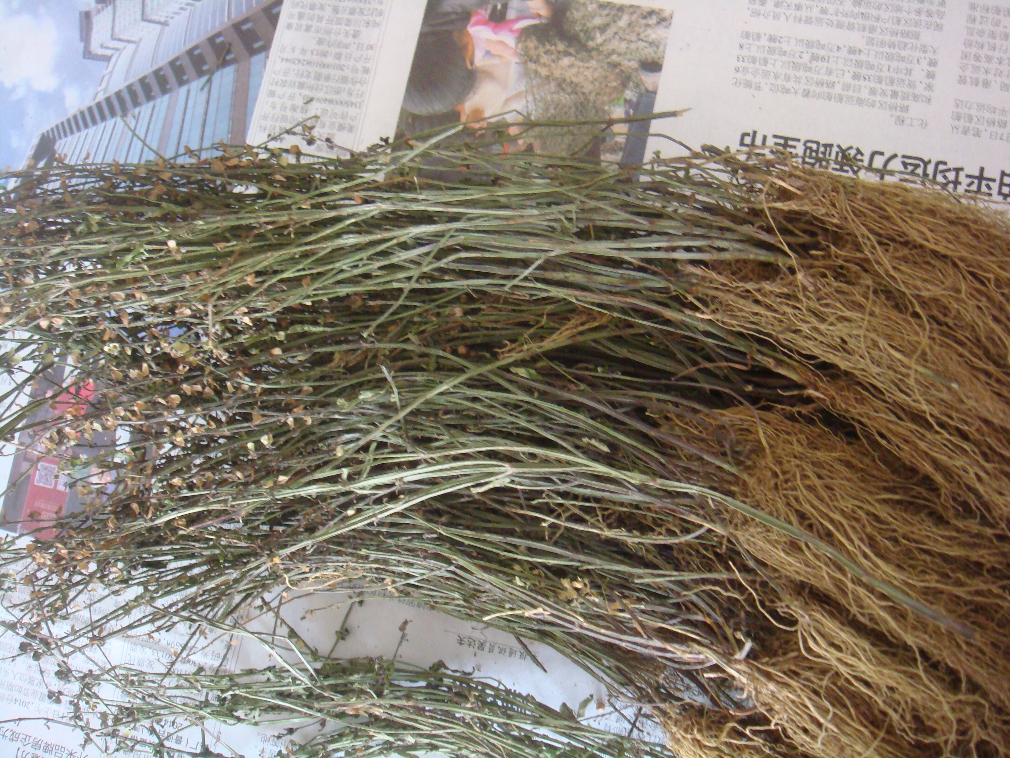 野生 半枝莲 四条棱 四方草 并头草 新货干品500克 另 新鲜需预定