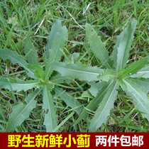 Wild fresh Thorn vegetables fresh Thistle grass thorns horns sprouts wild thorns roots whole grass nosebleeds two catties