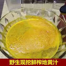 Wild freshly squeezed fresh raw ground juice now digging fresh Rehmannia juice fresh glutinosa juice one bottle 250 grams full 2 bottles