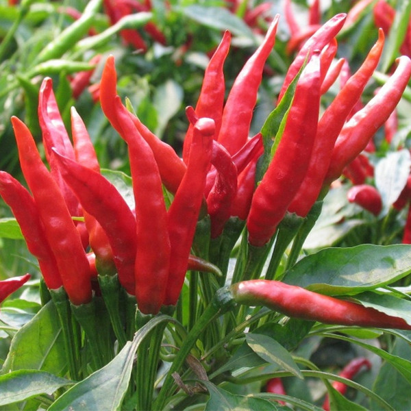 5斤装包邮云南新鲜小米辣朝天椒红辣椒七星椒剁椒辣椒酱新鲜蔬菜