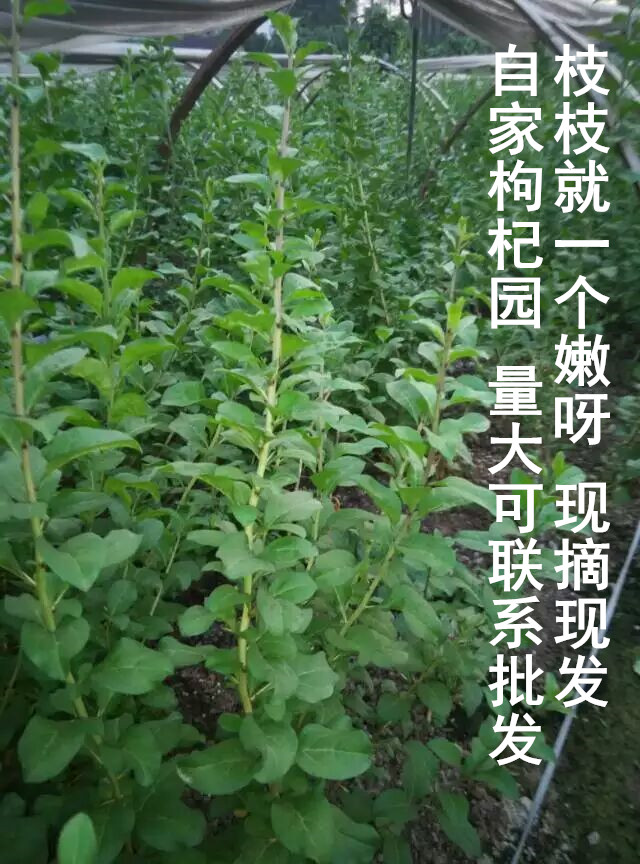 漳州特产农家自种新鲜蔬菜野菜天精草枸杞叶 纯叶子清