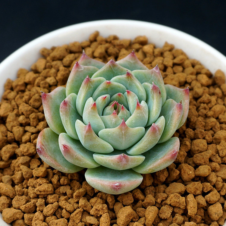 多肉多福|吉娃娃 品相佳多肉植物老桩群生双头三头或以上