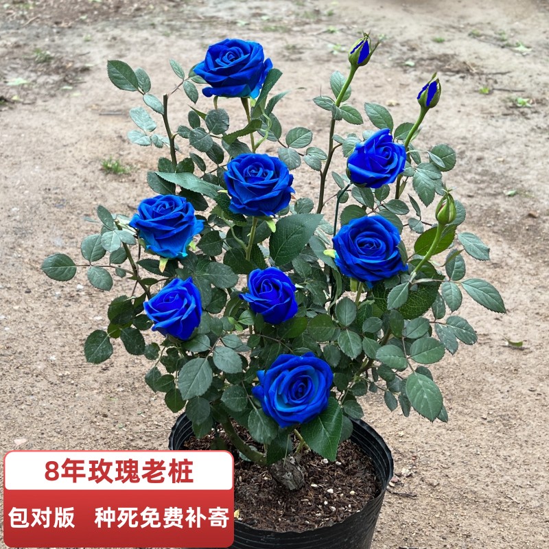 Authentic Yunnan rose flower Miao RMB15  3 trees 5-year-old roots large Miao Miao Flowers Plant Moon Season of the Rosary Four Seasons-Taobao