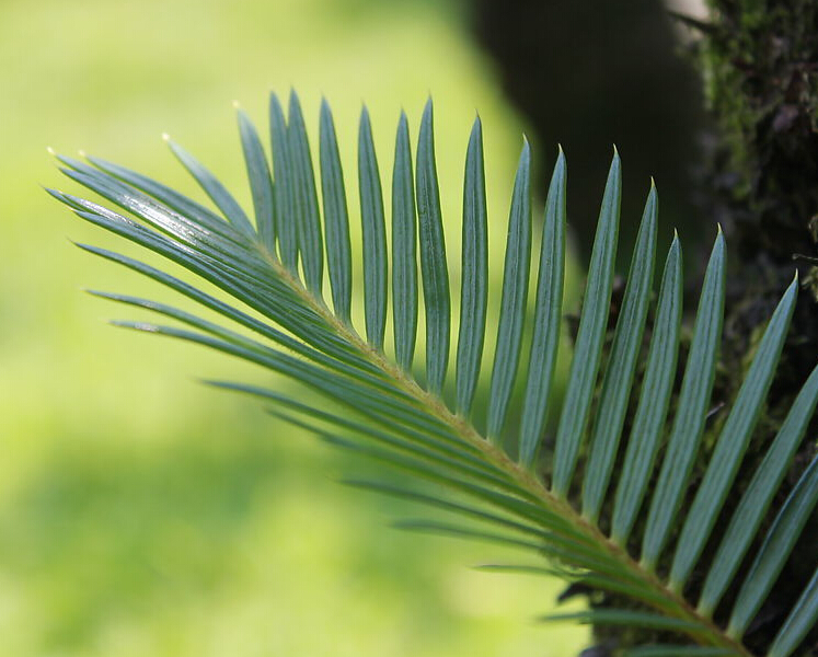 铁树叶 铁树一叶子广西新货500g中药材 另售半枝莲白花蛇舌草包邮_7折