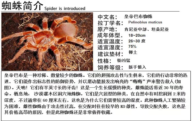 特惠包邮特价皇帝巴布/国王巴布宠物蜘蛛5cm大幼体送饲养套